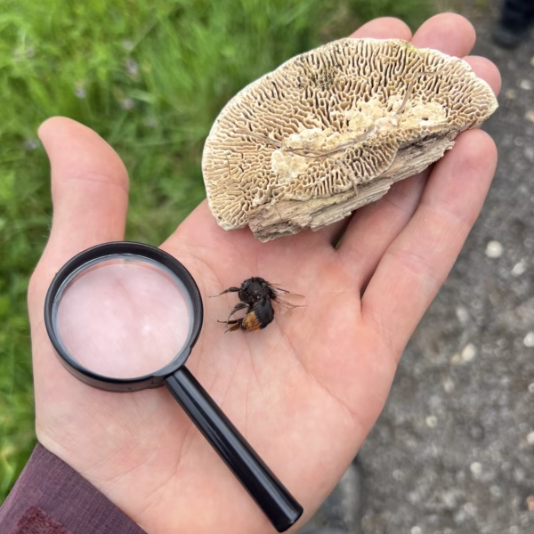Exkursion in das Naturschutzgebiet Hangelstein