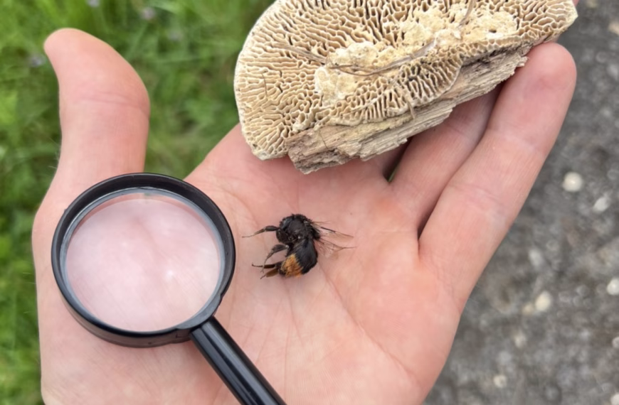 Exkursion in das Naturschutzgebiet Hangelstein